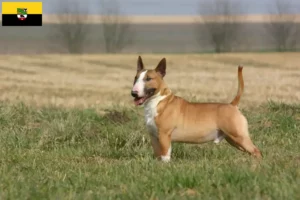 Read more about the article Bullterrier tenyésztők és kölykök Szász-Anhaltban