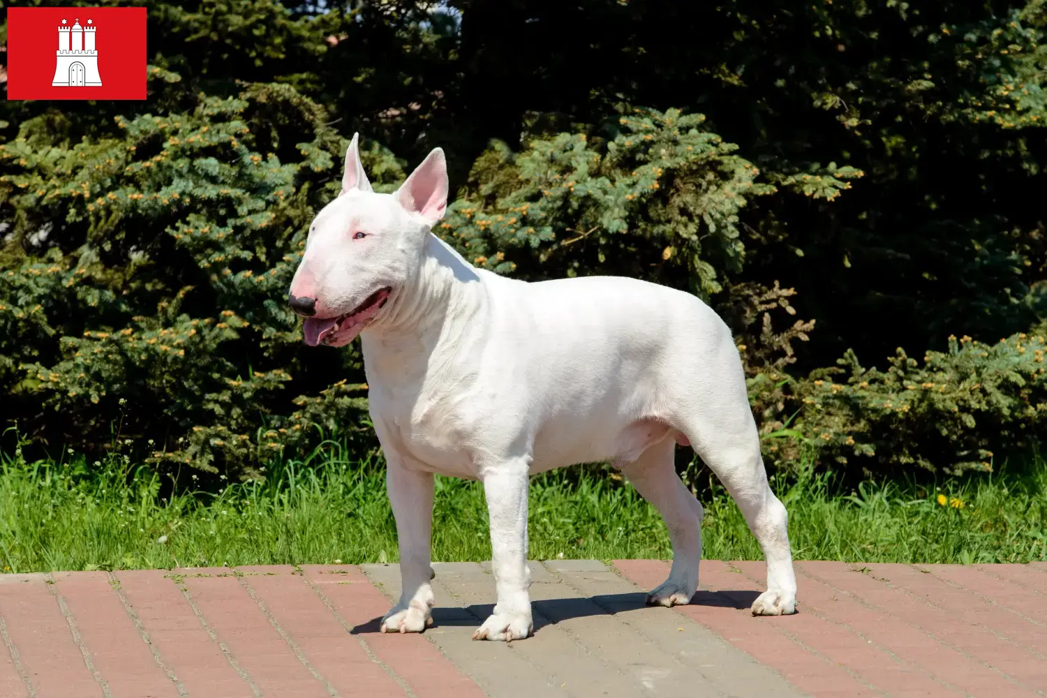 Read more about the article Bullterrier tenyésztők és kölykök Hamburgban