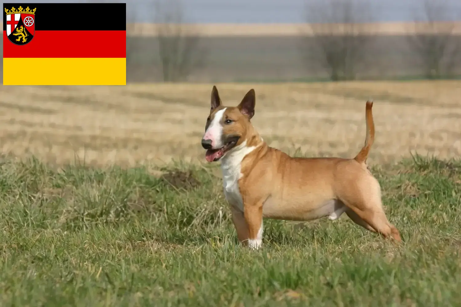 Bullterrier kiskutyák és tenyésztők Rajna-vidék-Pfalz Itt találhat bullterrier tenyésztőket Rajna-vidék-Pfalzban.