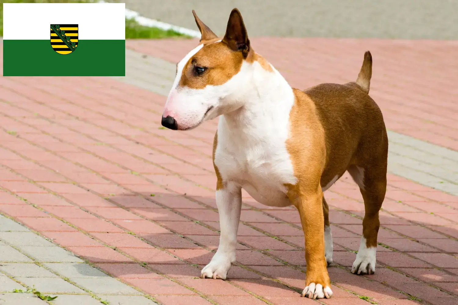 Bullterrier kiskutyák és tenyésztők Szászország Itt szászországi bullterrier tenyésztőket talál.