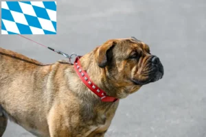 Read more about the article Ca de Bou tenyésztők és kiskutyák Bajorországban