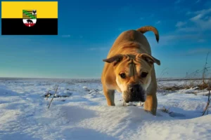 Read more about the article Ca de Bou tenyésztők és kiskutyák Szász-Anhaltban