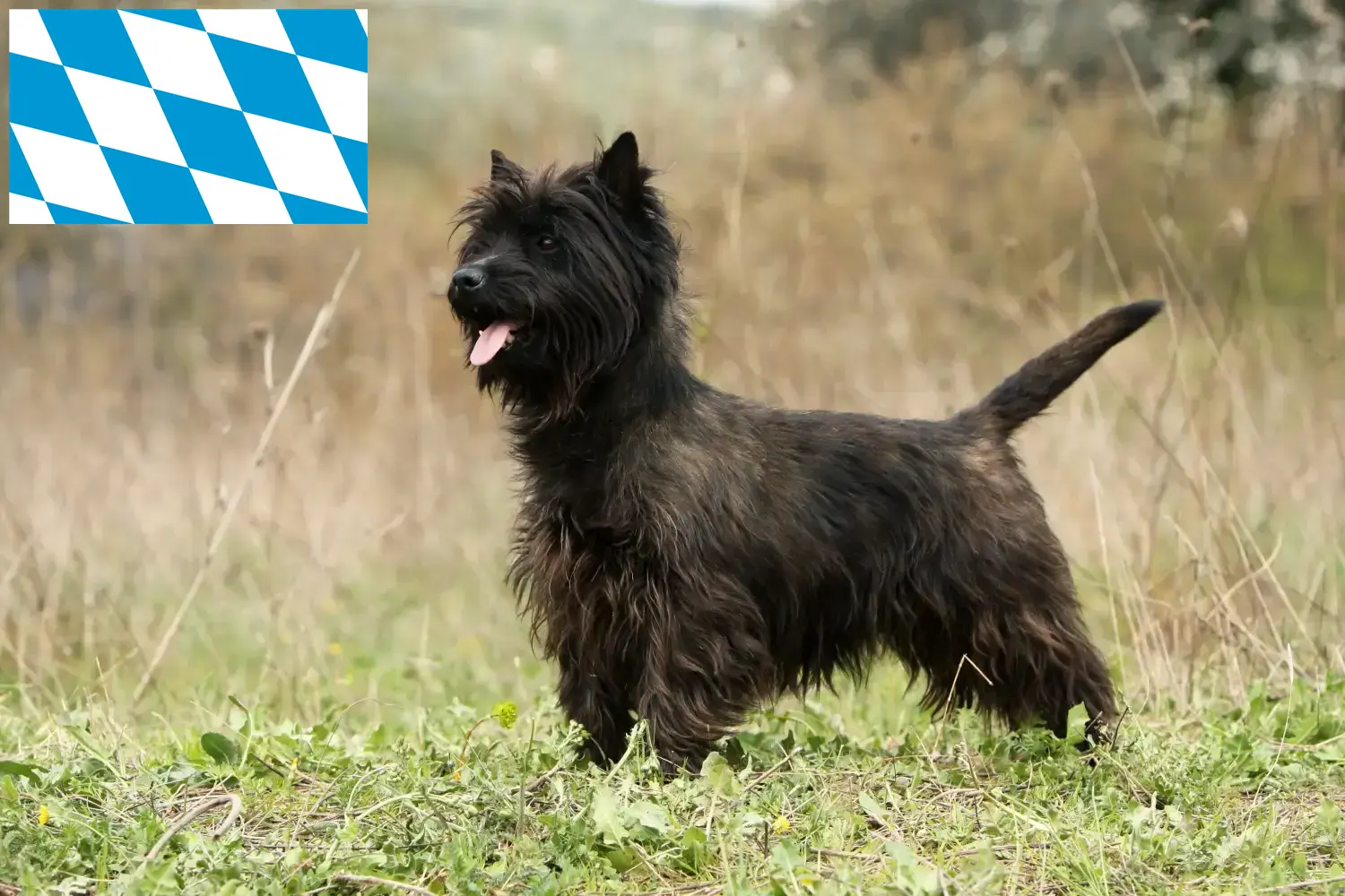 Cairn terrier kiskutyák és tenyésztők Bajorország Itt talál Cairn terrier tenyésztőket Bajorországban.