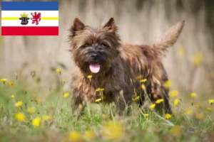 Read more about the article Cairn terrier tenyésztők és kölykök Mecklenburg-Elő-Pomeránia tartományban