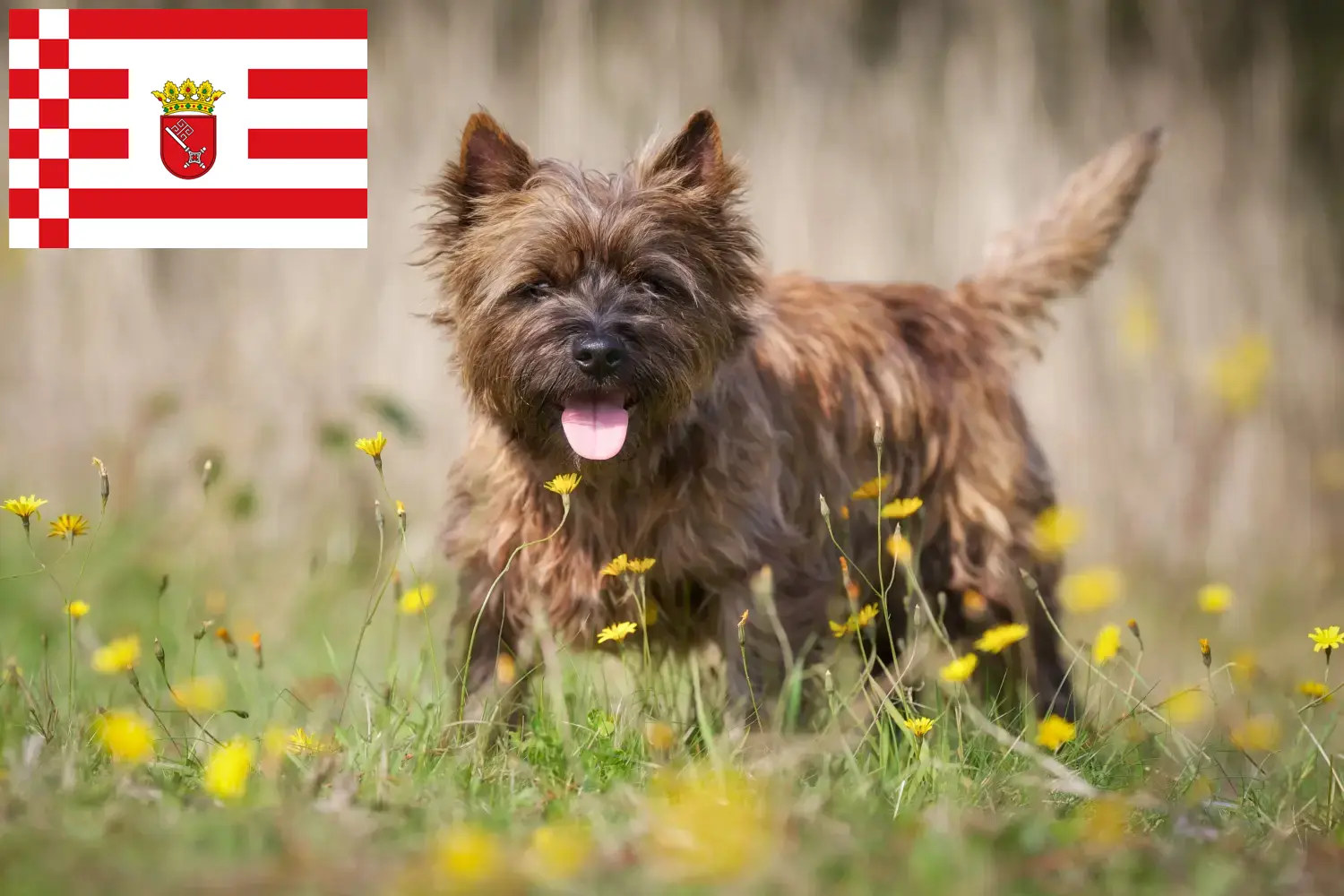 Cairn terrier kiskutyák és tenyésztők Bremen Cairn terrier tenyésztőket Brémában itt találsz.