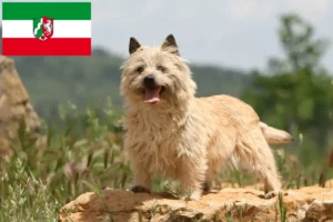 Read more about the article Cairn terrier tenyésztők és kiskutyák Észak-Rajna-Vesztfália területén