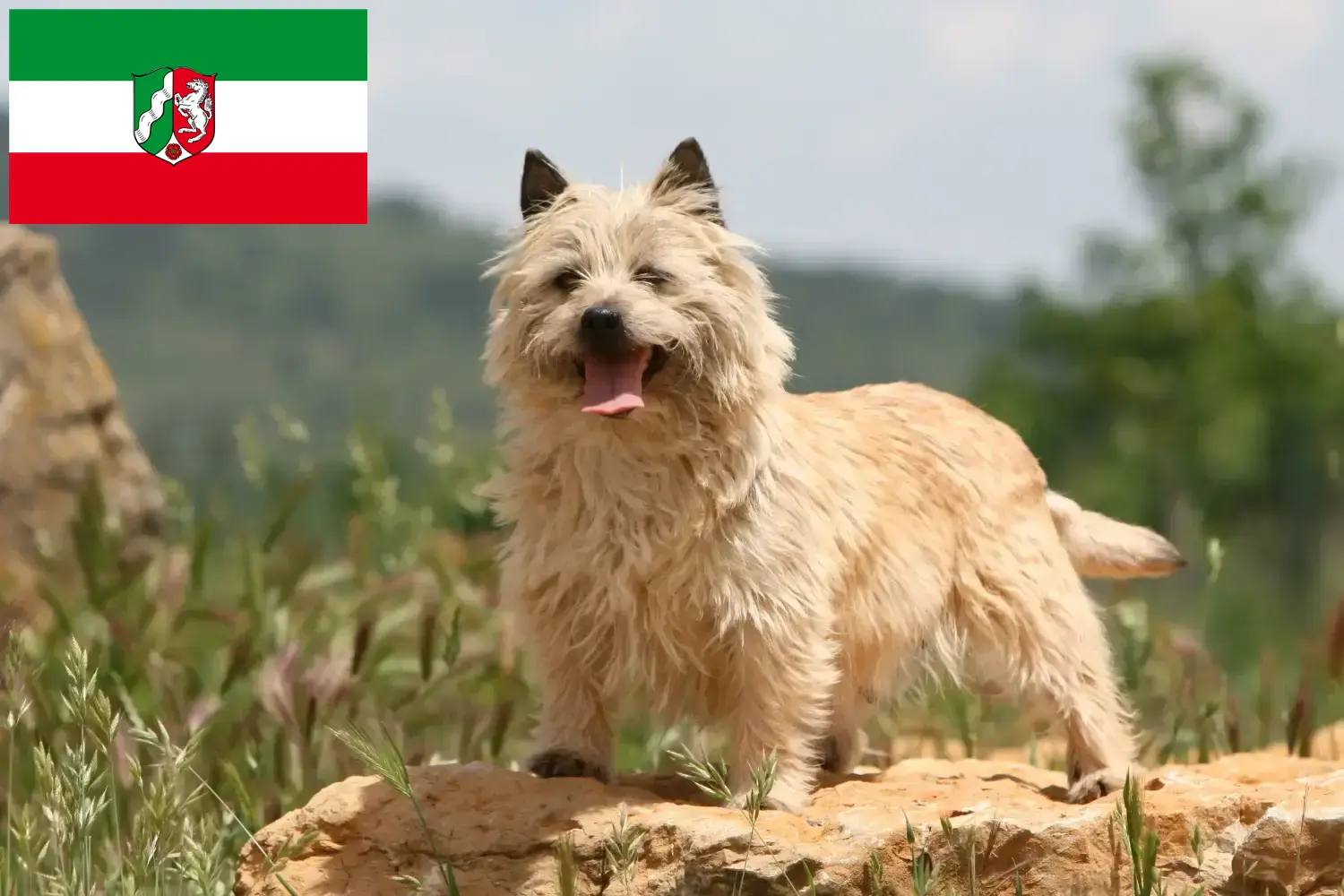 Read more about the article Cairn terrier tenyésztők és kiskutyák Észak-Rajna-Vesztfália területén