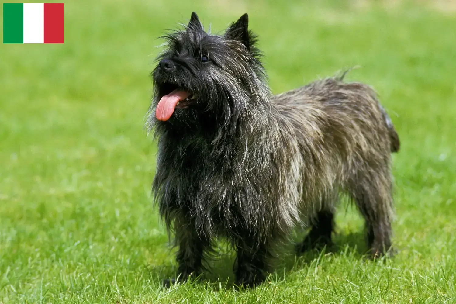 Cairn terrier kölykök és tenyésztők Olaszországban Cairn terrier tenyésztők keresése Olaszországban.