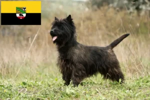 Read more about the article Cairn terrier tenyésztők és kölykök Szász-Anhaltban