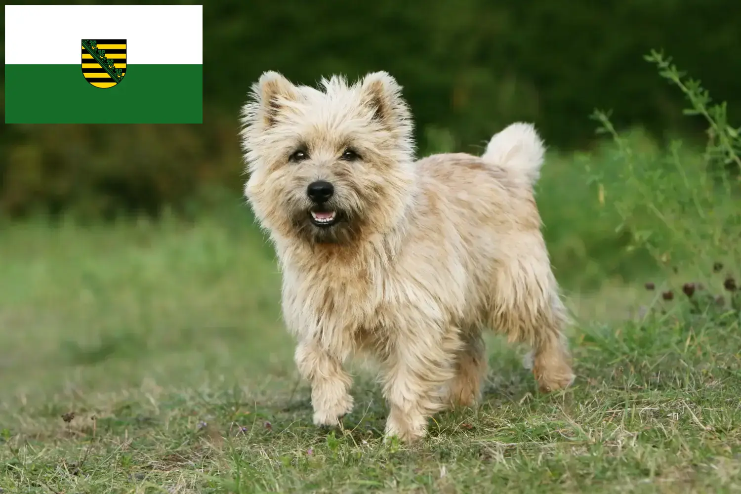 Cairn terrier kiskutyák és tenyésztők Szászország Itt Cairn terrier tenyésztőket találsz Szászországban.