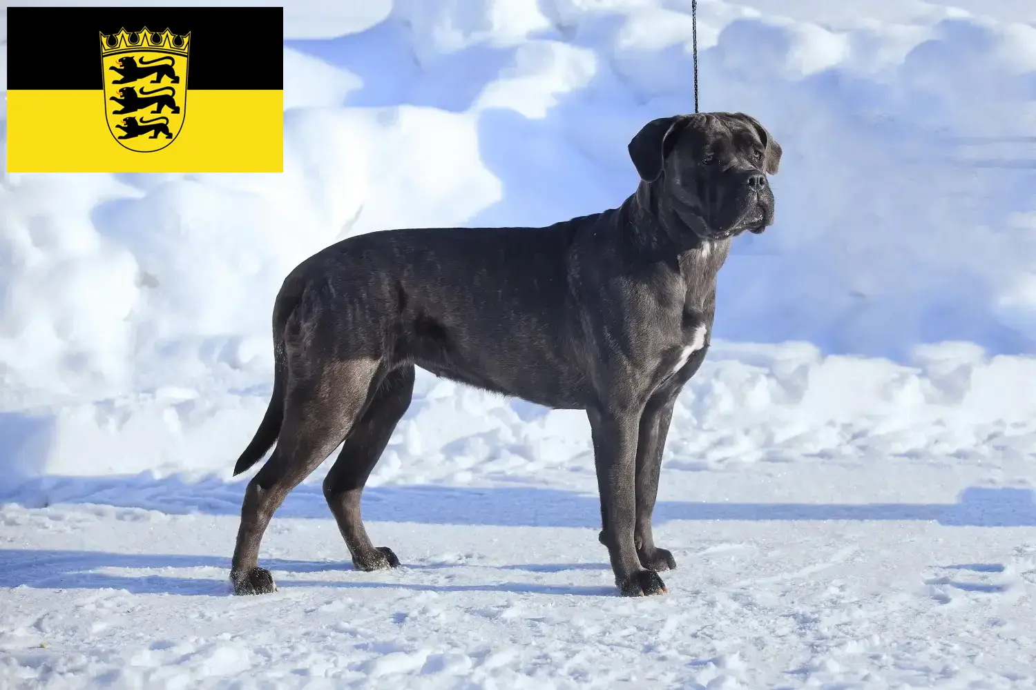 Cane Corso Italiano kölyökkutyák és tenyésztők Baden-Württembergben Itt találhat Cane Corso Italianos tenyésztőket Baden-Württembergben.
