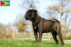 Read more about the article Cane Corso Italiano tenyésztők és kölykök Guyana-ban