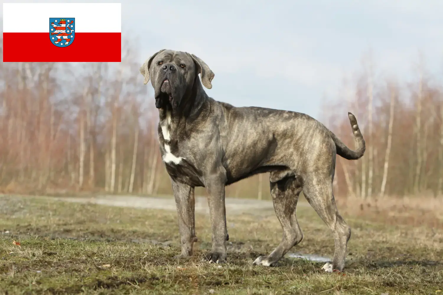 Cane Corso Italiano kiskutyák és tenyésztők Thüringia Itt találhat Cane Corso Italianos tenyésztőket Türingiában.