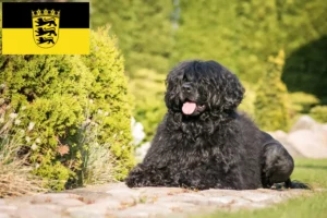 Read more about the article Cão de Agua português tenyésztők és kölykök Baden-Württembergben