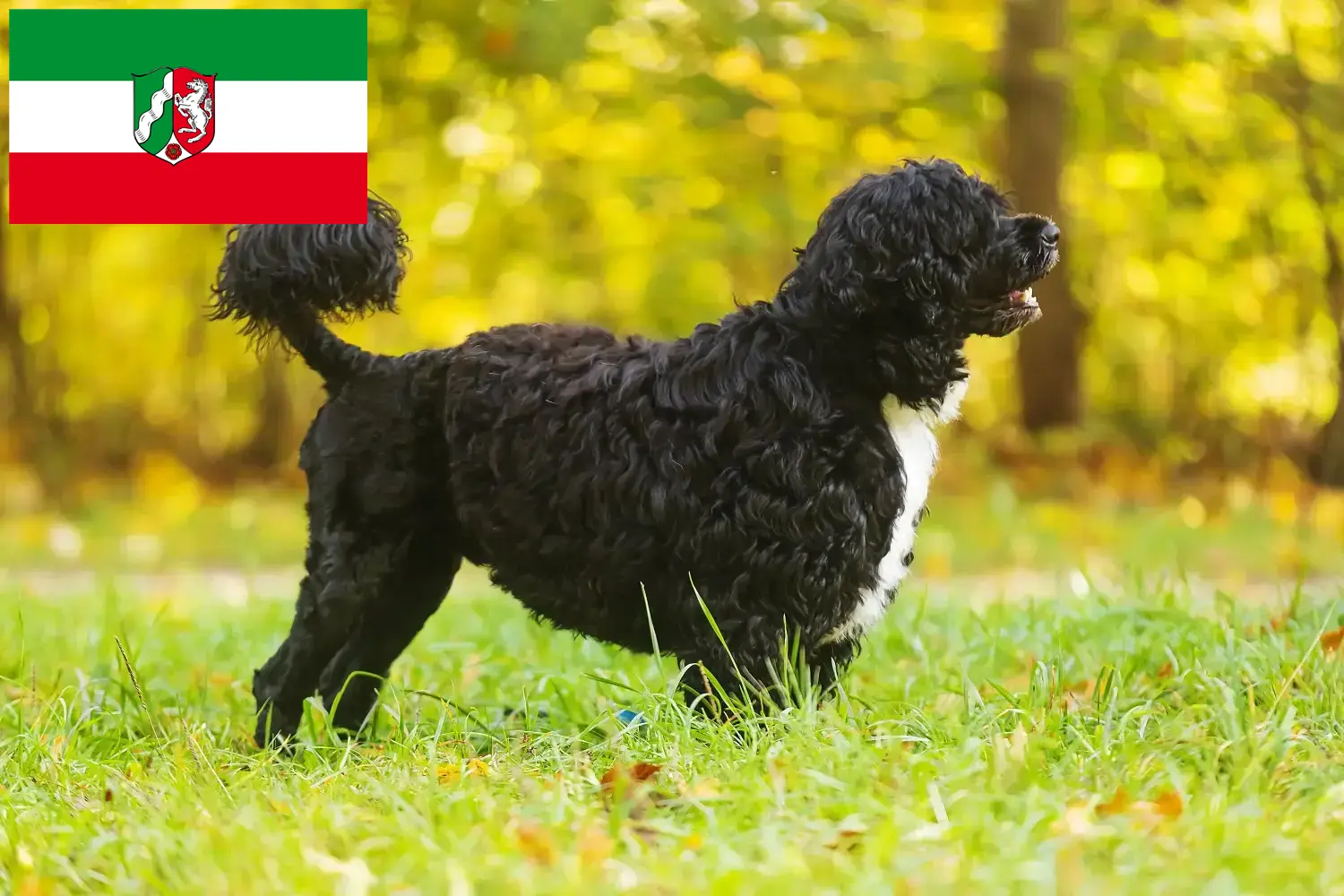 Cão de Agua português kiskutyák és tenyésztők Észak-Rajna-Vesztfália Itt megtalálhatja a Cão de Agua português tenyésztőit Észak-Rajna-Vesztfáliában.