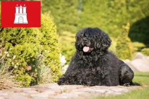Read more about the article Cão de Agua português tenyésztők és kiskutyák Hamburgban