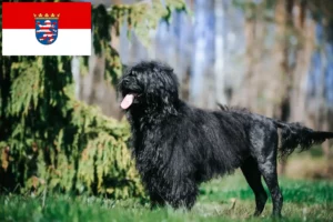 Read more about the article Cão de Agua português tenyésztők és kiskutyák Hessenben