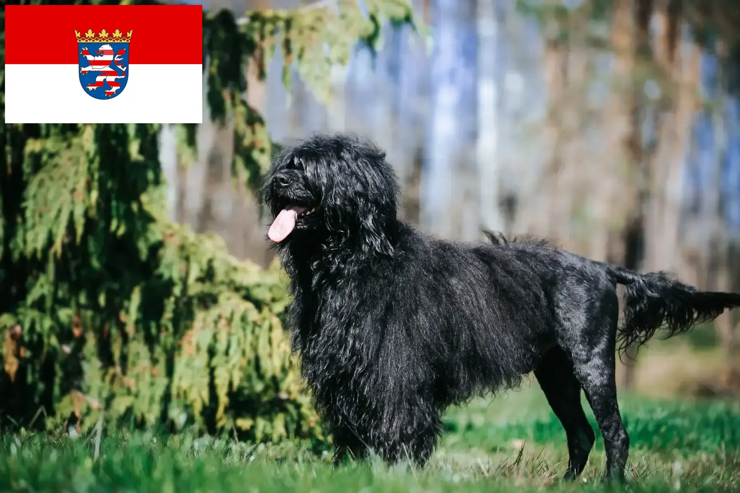 Cão de Agua português kiskutyák és tenyésztők Hessen Itt találsz Cão de Agua português tenyésztőket Hessenben.