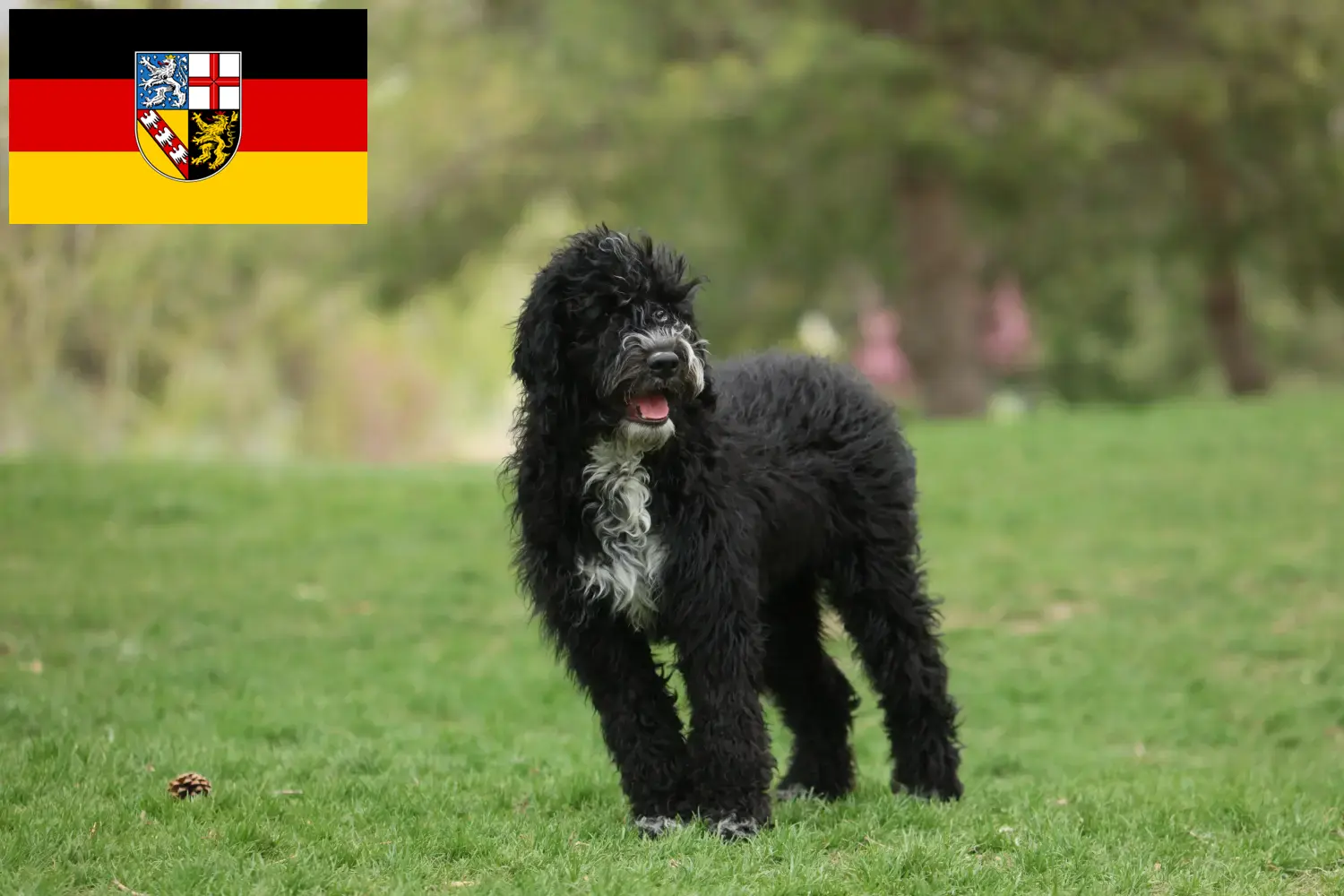 Read more about the article Cão de Agua português tenyésztők és kiskutyák Saarlandban