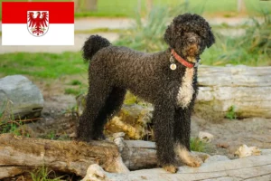 Read more about the article Cão de Agua português tenyésztők és kölykök Brandenburgban