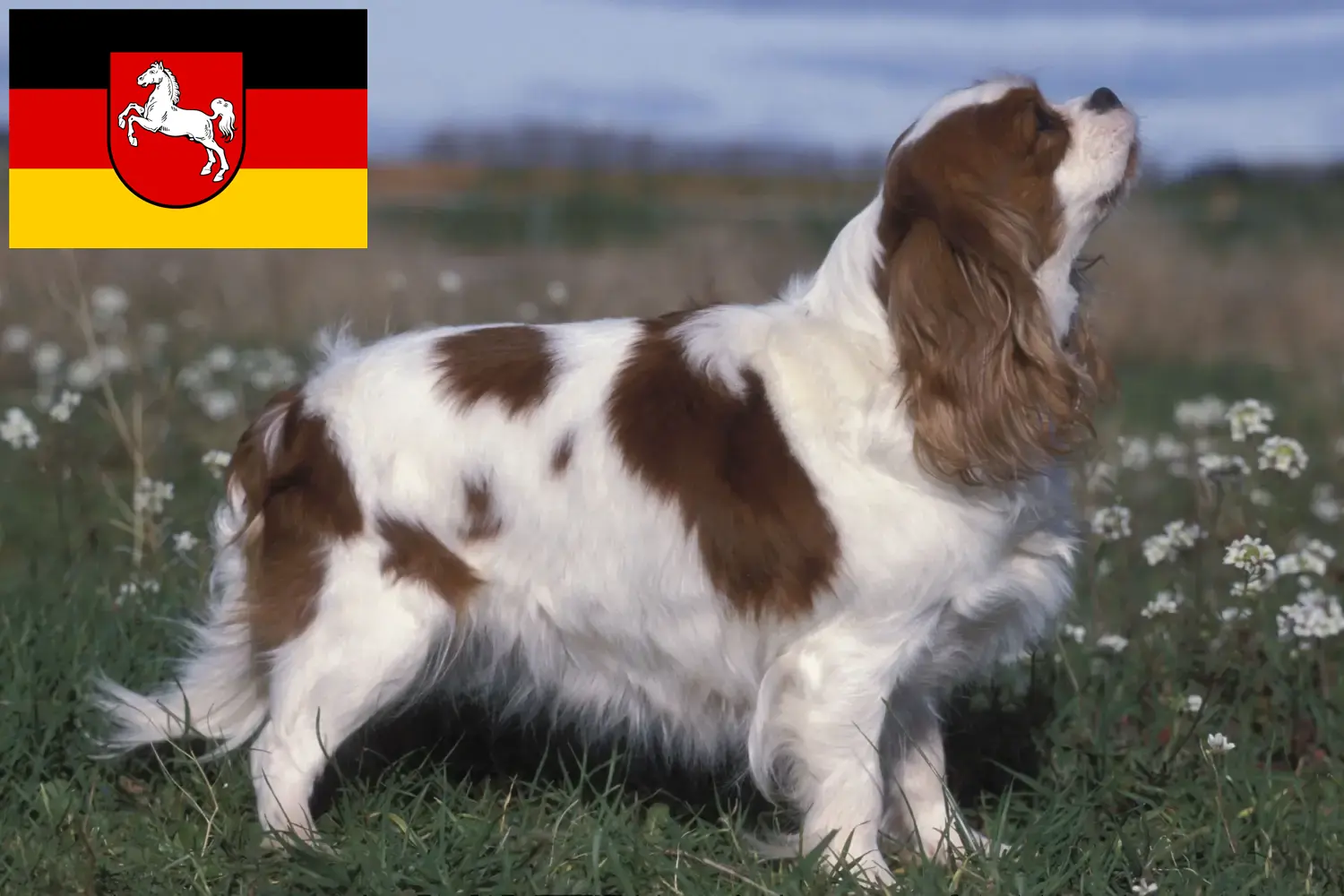 Cavalier King Charles Spaniel kölyökkutyák és tenyésztő Alsó-Szászországban Itt találhat Cavalier King Charles Spaniel tenyésztőket Alsó-Szászországban.
