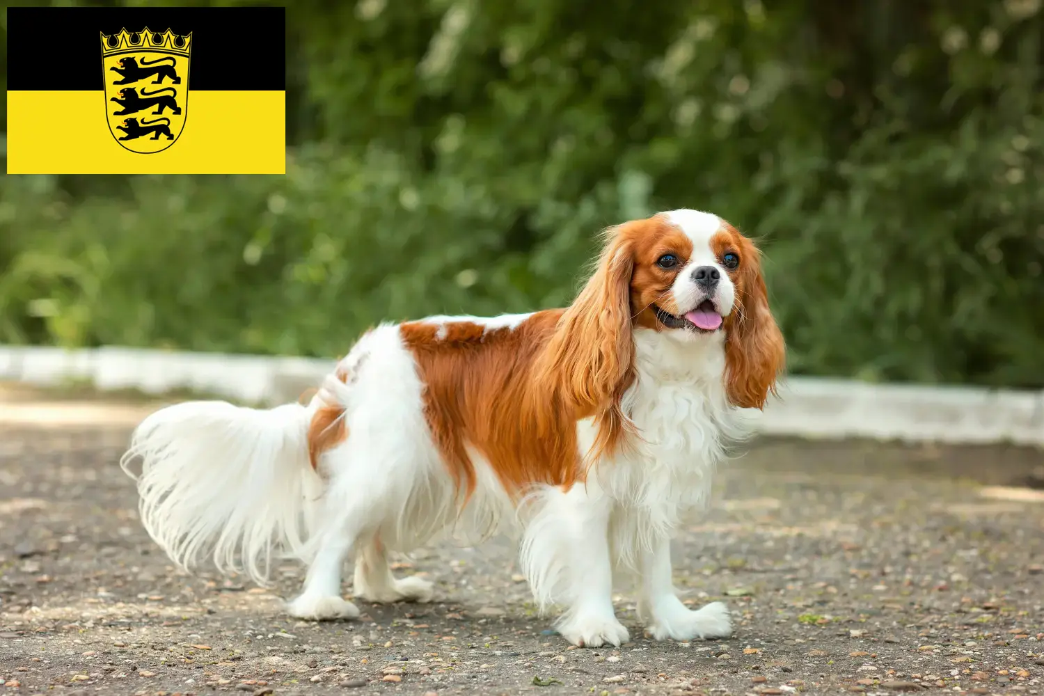 Cavalier King Charles Spaniel kölyökkutyák és tenyésztők Baden-Württembergben Itt találhat Cavalier King Charles Spaniel tenyésztőket Baden-Württembergben.