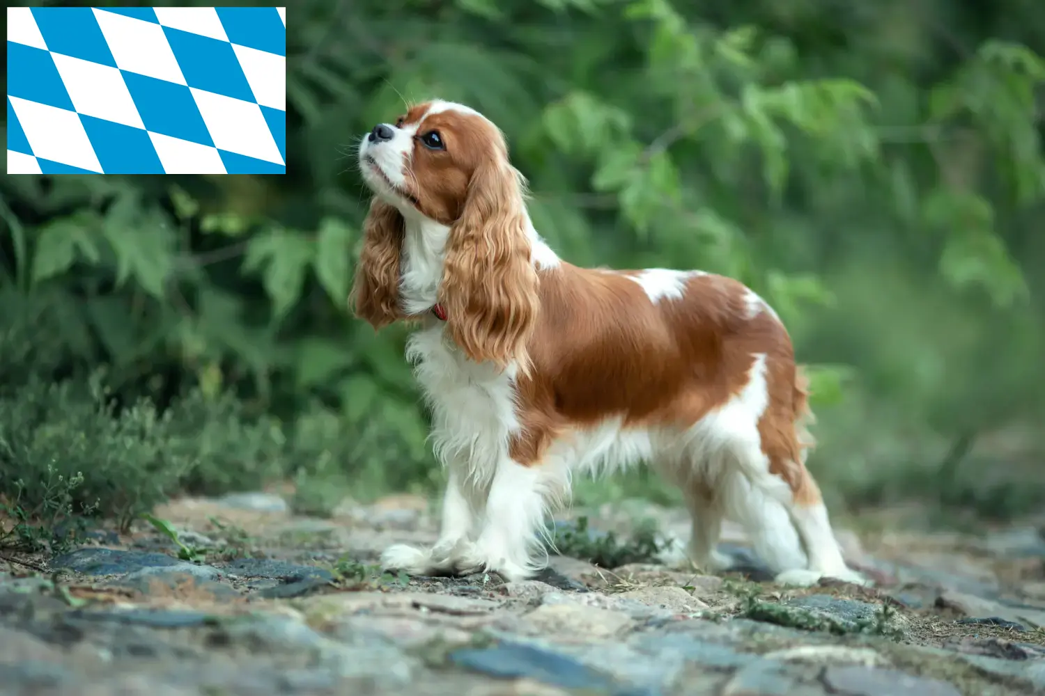 Cavalier King Charles Spaniel kölyökkutyák és tenyésztő Bajorországban Keress Cavalier King Charles spániel tenyésztőket Bajorországban.