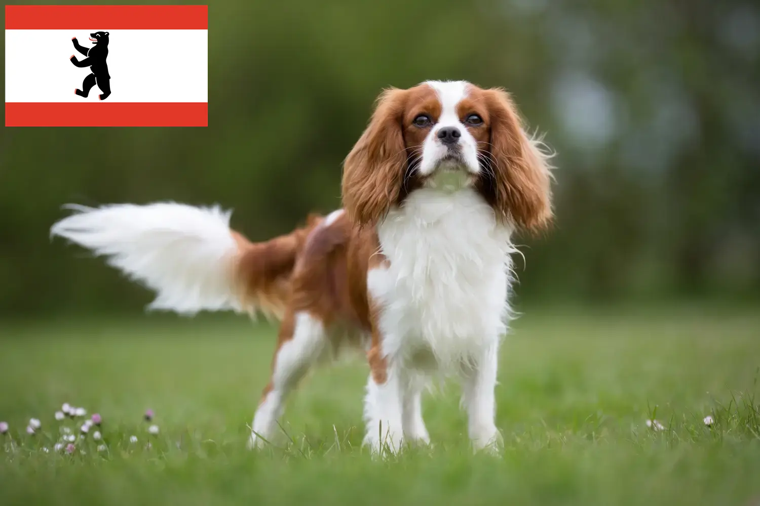 Cavalier King Charles spániel kölyökkutyák és tenyésztő Berlin Cavalier King Charles spániel tenyésztőket Berlinben itt találsz.