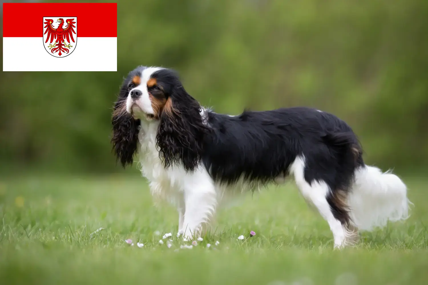 Cavalier King Charles Spaniel kölyökkutyák és tenyésztők Brandenburgban Keresse meg a Cavalier King Charles spániel tenyésztőket Brandenburg területén.