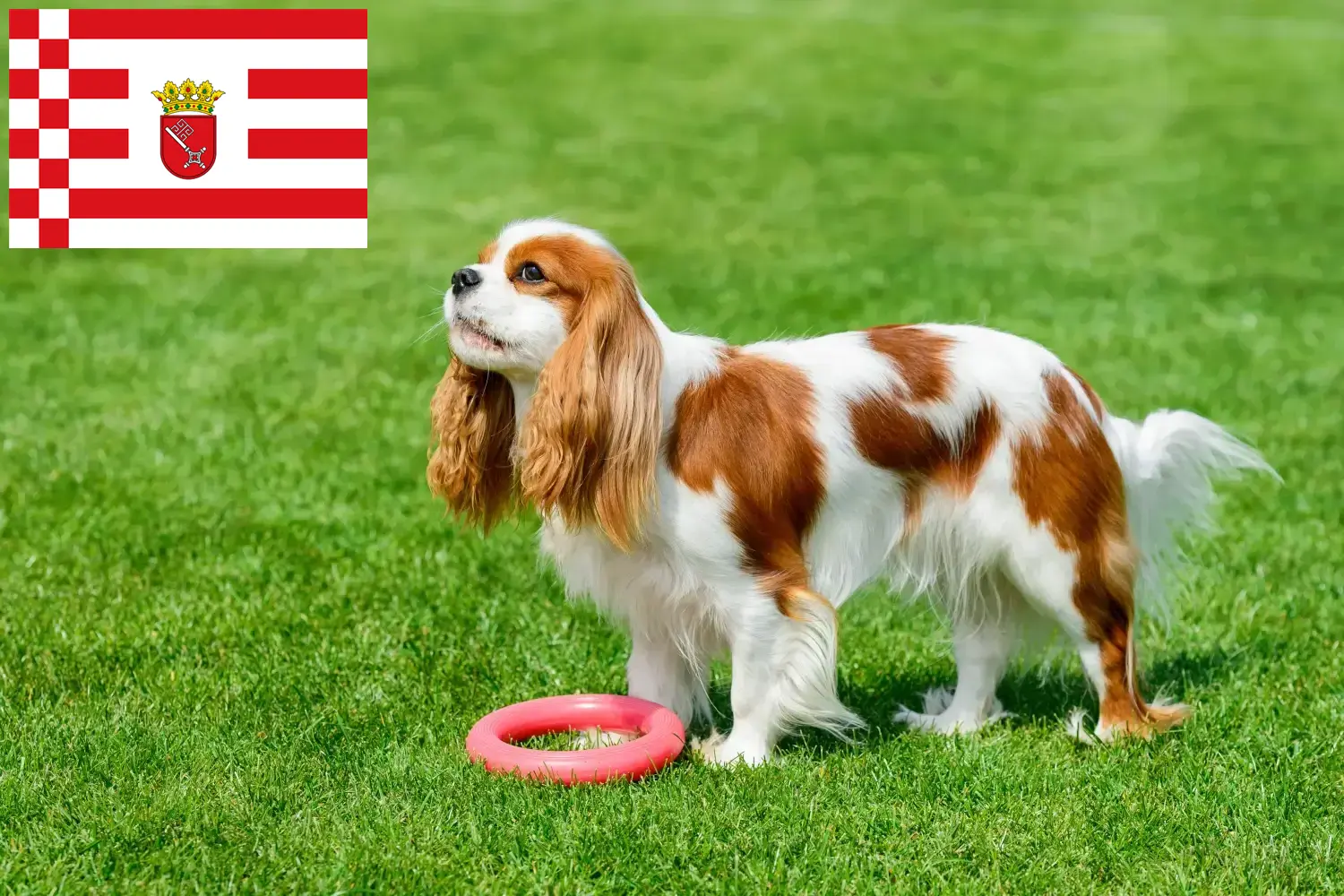 Cavalier King Charles Spaniel kiskutyák és tenyésztők Bréma Cavalier King Charles spániel tenyésztőket Brémában itt találsz.