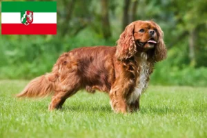 Read more about the article Cavalier King Charles Spaniel tenyésztők és kölyökkutyák Észak-Rajna-Vesztfália területén