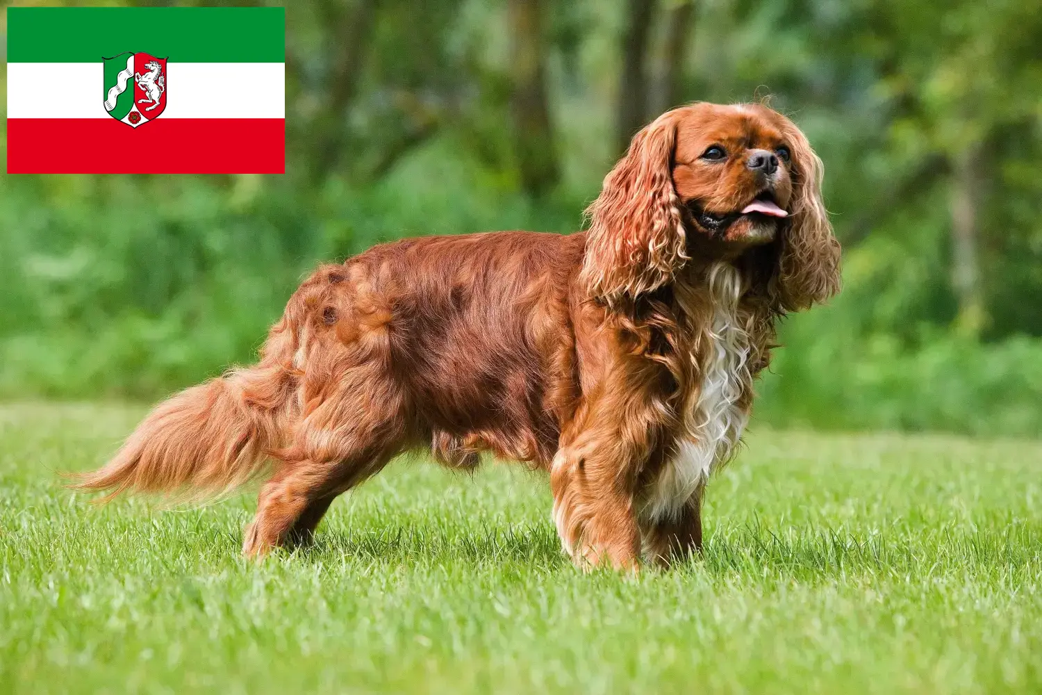 Cavalier King Charles Spaniel kiskutyák és tenyésztők Észak-Rajna-Vesztfália Keresse meg a Cavalier King Charles spániel tenyésztőket Észak-Rajna-Vesztfália területén.