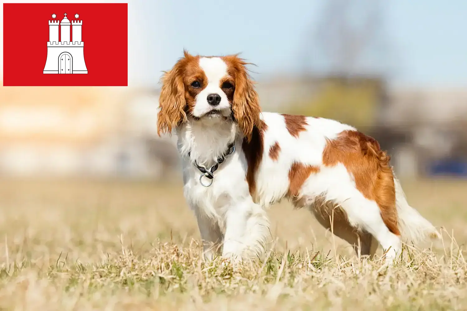 Cavalier King Charles Spaniel kölyökkutyák és tenyésztő Hamburg Cavalier King Charles spániel tenyésztőket Hamburgban itt találsz.