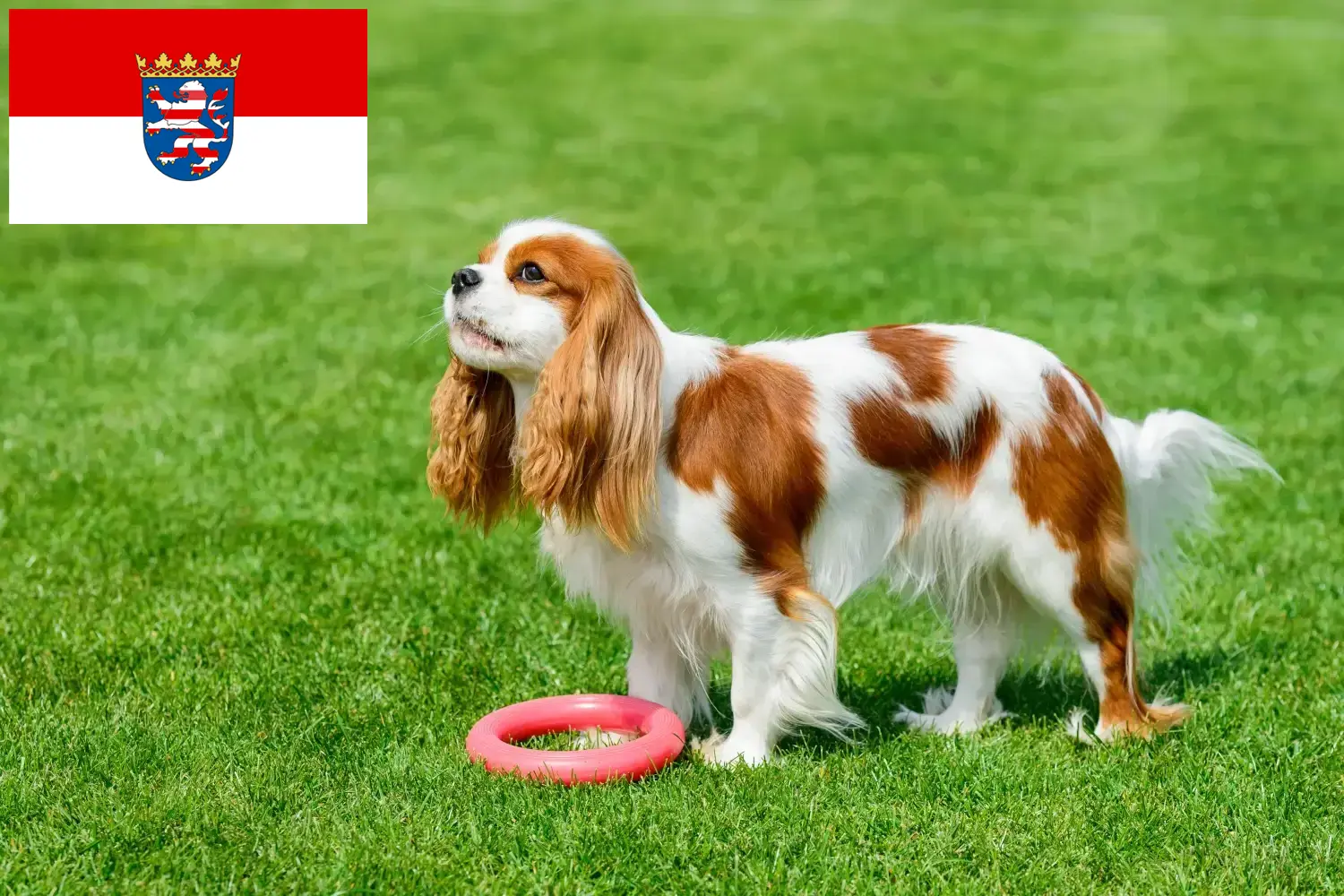 Cavalier King Charles Spaniel kiskutyák és tenyésztő Hessen Itt találhat Cavalier King Charles Spaniel tenyésztőket Hessenben.