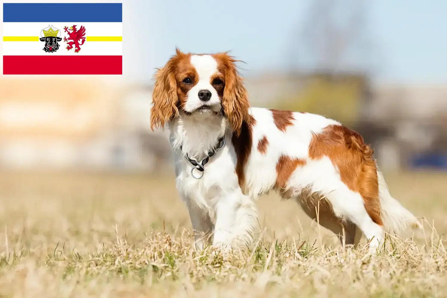 Cavalier King Charles Spaniel kölyökkutyák és tenyésztők Mecklenburg-Vorpommern tartományban Keresse meg a Cavalier King Charles spániel tenyésztőket Mecklenburg-Elő-Pomeránia területén.