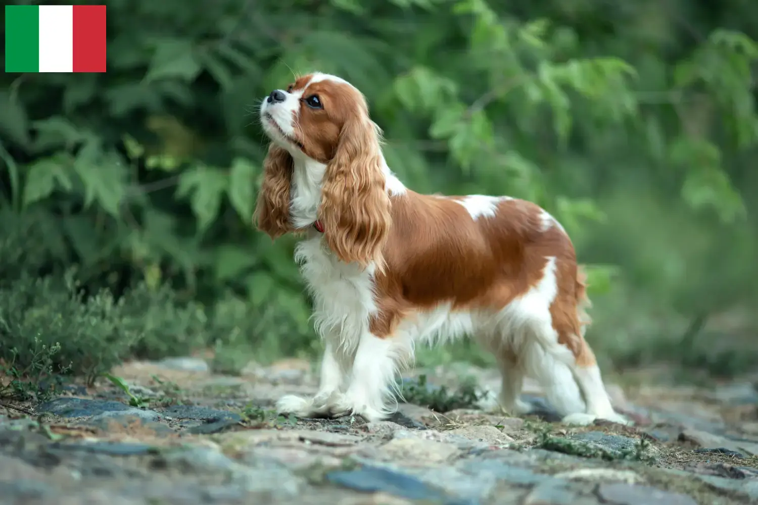 Cavalier King Charles Spaniel kölyökkutyák és tenyésztők Olaszországban Cavalier King Charles spániel tenyésztők keresése Olaszországban.