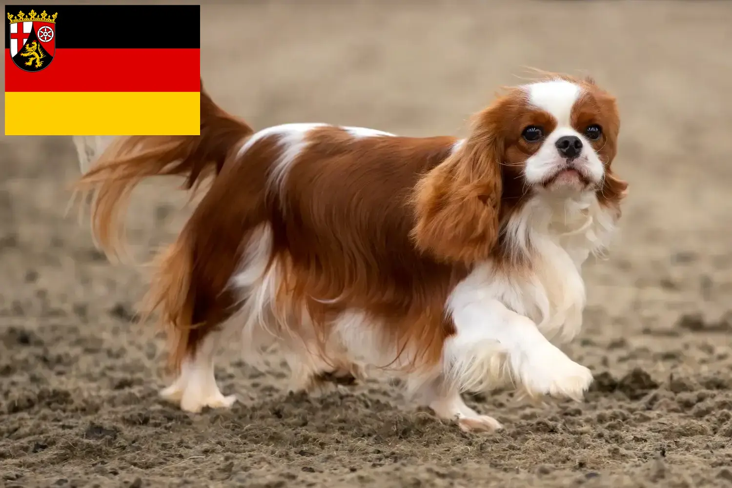 Cavalier King Charles Spaniel kiskutyák és tenyésztők Rajna-vidék-Pfalz Cavalier King Charles spániel tenyésztőket Rajna-vidék-Pfalzban itt találsz.