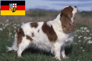 Read more about the article Cavalier King Charles Spaniel tenyésztők és kölyökkutyák Saar-vidéken