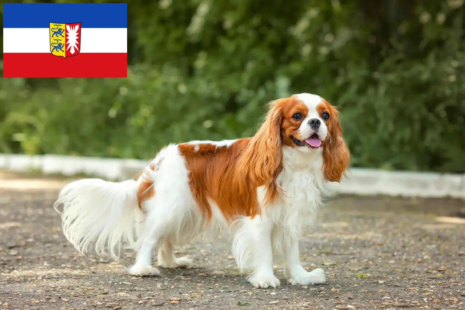 Cavalier King Charles Spaniel kölyökkutyák és tenyésztők Schleswig-Holstein Itt találhat Cavalier King Charles Spaniel tenyésztőket Schleswig-Holstein területén.