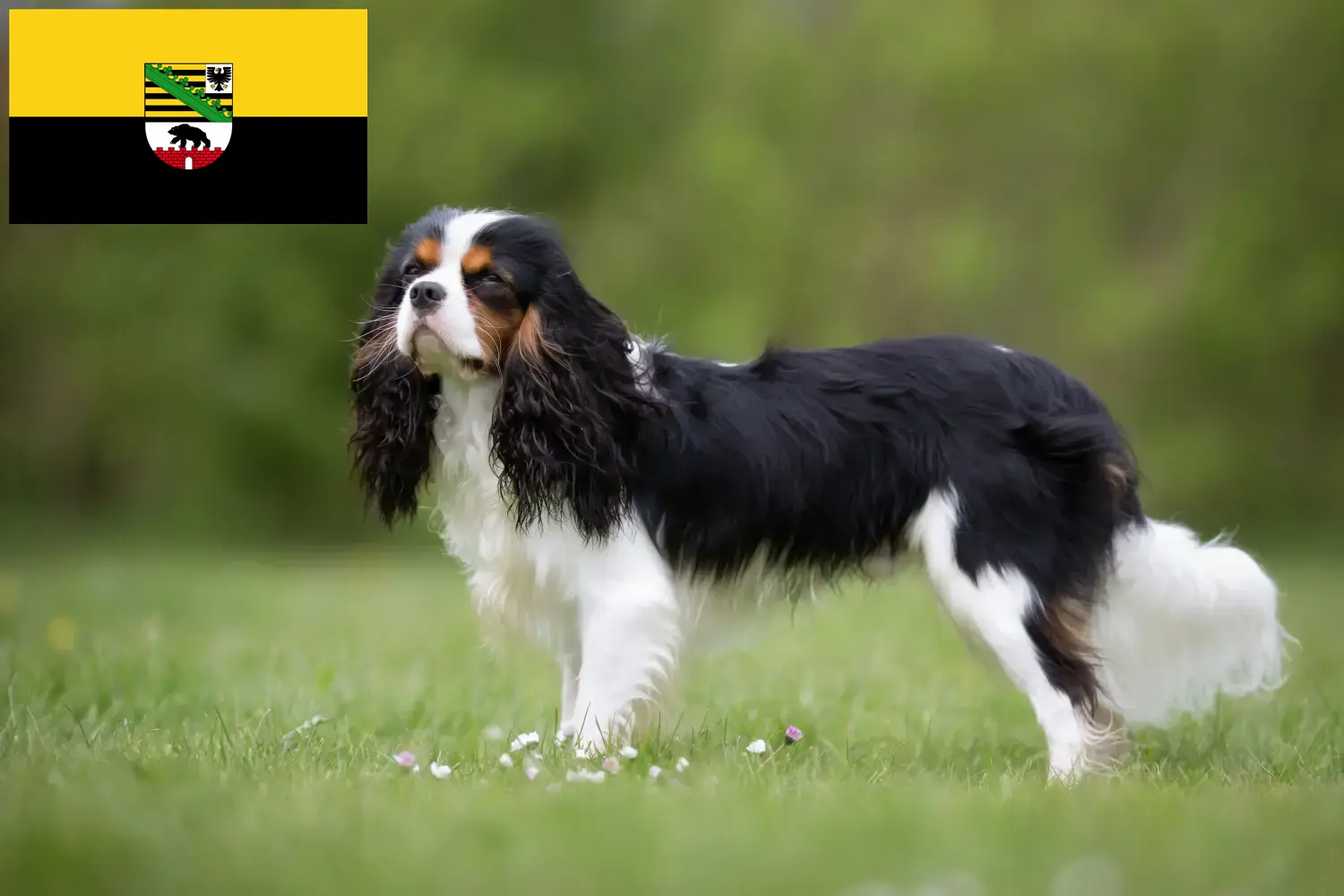 Cavalier King Charles Spaniel kölyökkutyák és tenyésztők Szász-Anhalt tartományban Cavalier King Charles spániel tenyésztők keresése Szász-Anhalt tartományban.