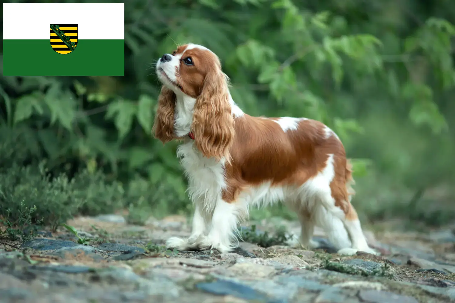 Cavalier King Charles Spaniel kölyökkutyák és tenyésztő Szászországban Itt Cavalier King Charles Spaniel tenyésztőket találsz Szászországban.