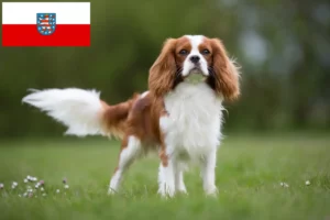 Read more about the article Cavalier King Charles Spaniel tenyésztők és kölyökkutyák Türingiában