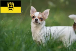 Read more about the article Chihuahua tenyésztők és kiskutyák Baden-Württembergben