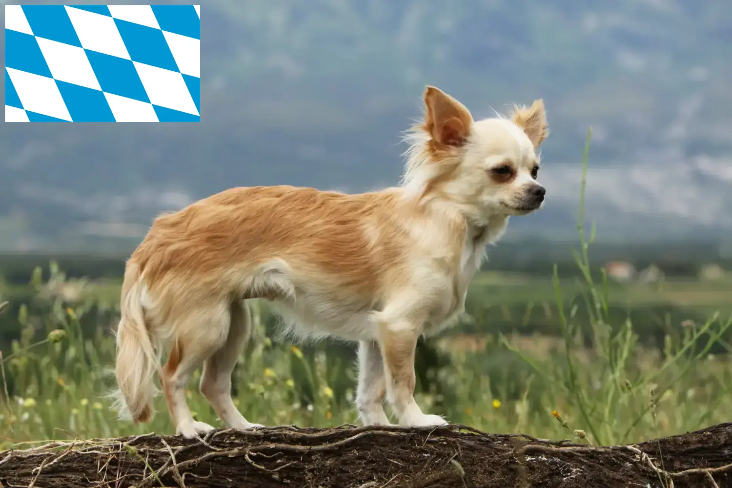 Chihuahua kölyökkutyák és tenyésztők Bajorország Itt talál chihuahua tenyésztőket Bajorországban.