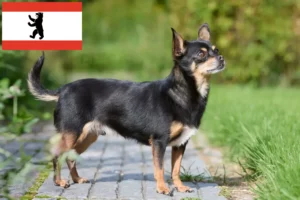 Read more about the article Chihuahua tenyésztők és kiskutyák Berlinben