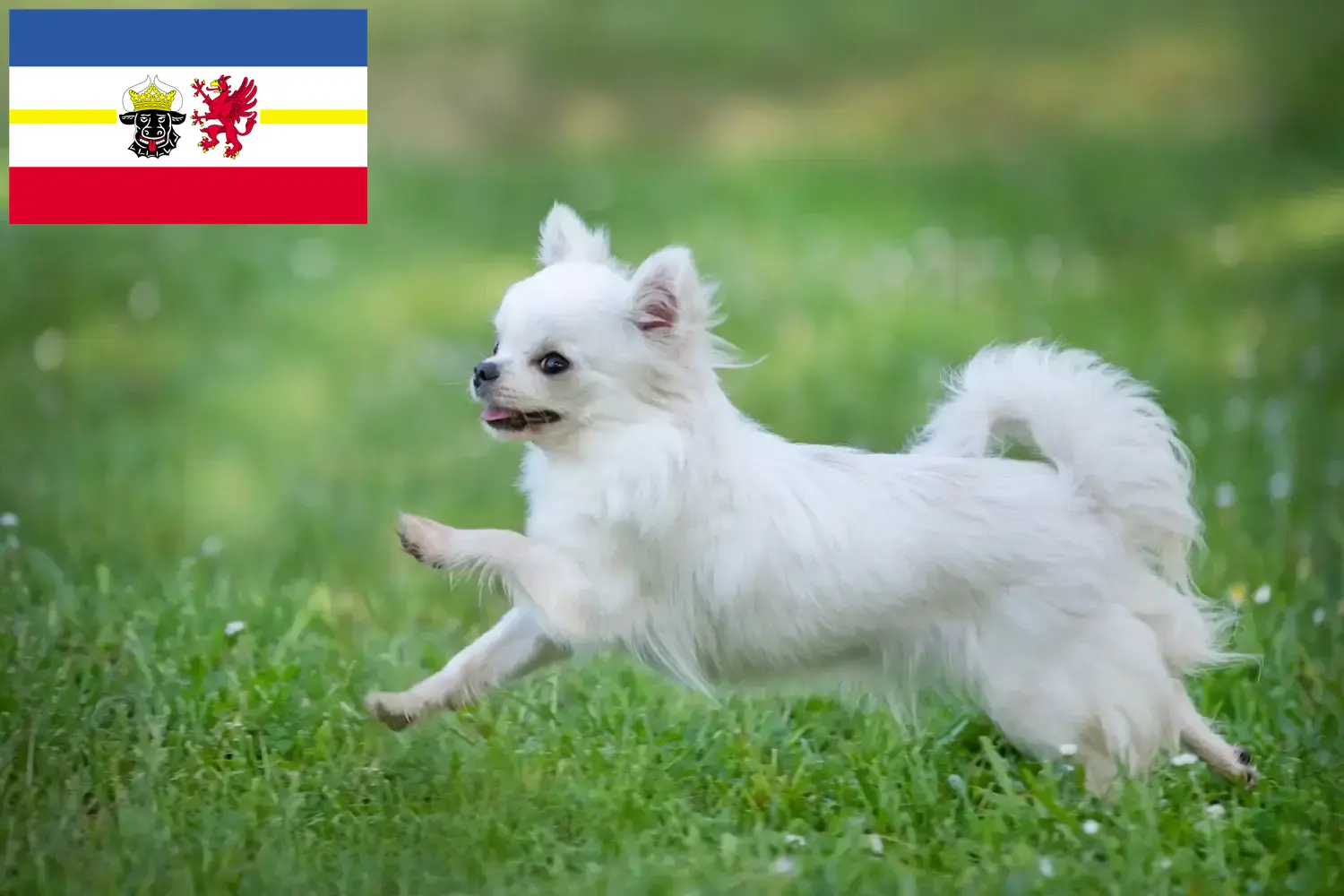 Chihuahua kölyökkutyák és tenyésztők Mecklenburg-Vorpommern Itt találhat Chihuahua tenyésztőket Mecklenburg-Elő-Pomeránia területén.