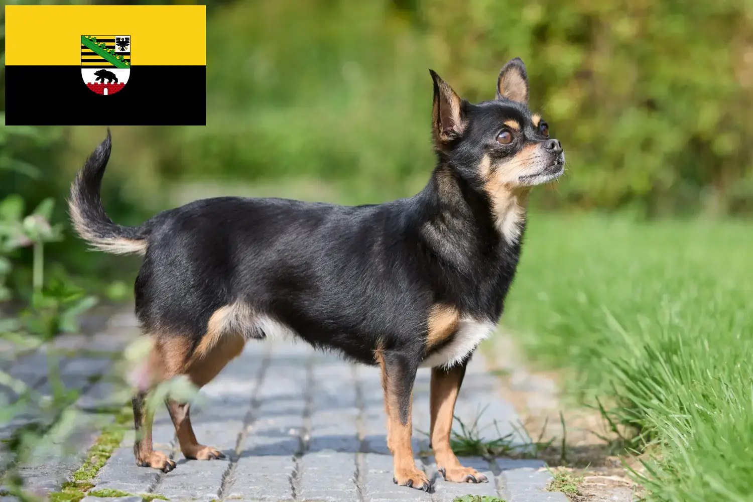Read more about the article Chihuahua tenyésztők és kiskutyák Szász-Anhaltban