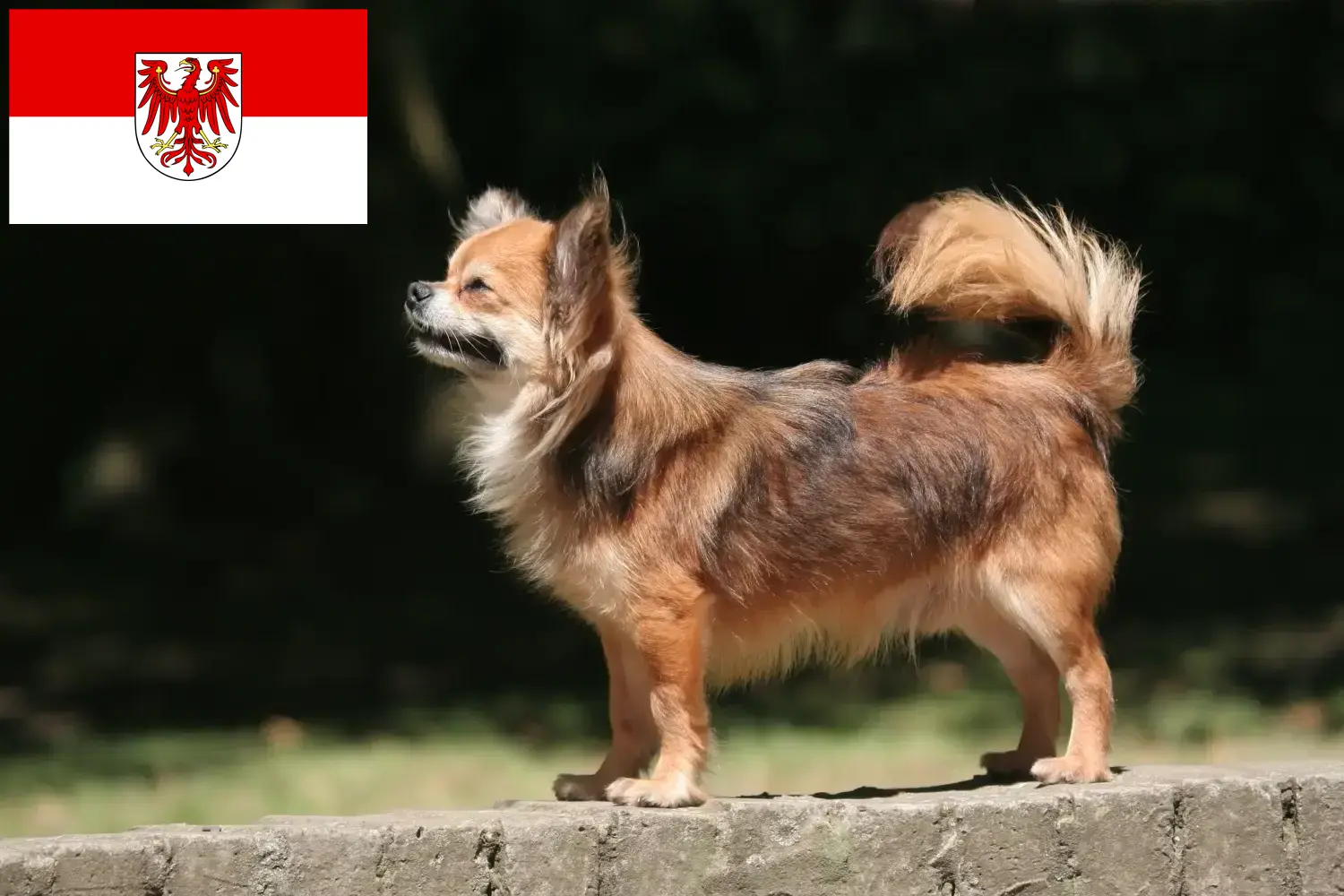 Chihuahua kölyökkutyák és tenyésztők Brandenburg Itt chihuahua tenyésztőket talál Brandenburgban.