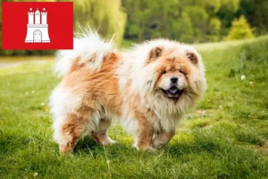 Read more about the article Chow-Chow tenyésztők és kölykök Hamburgban