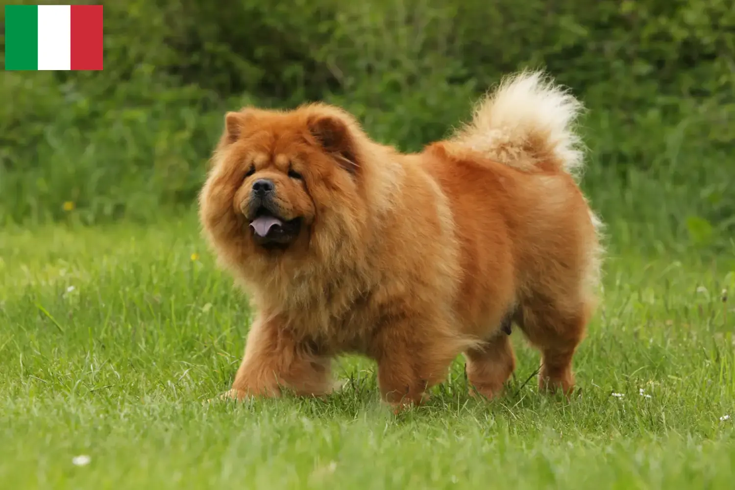 Chow-Chow kiskutyák és tenyésztők Olaszországban Itt megtalálja a Chow-Chow tenyésztőket Olaszországban.